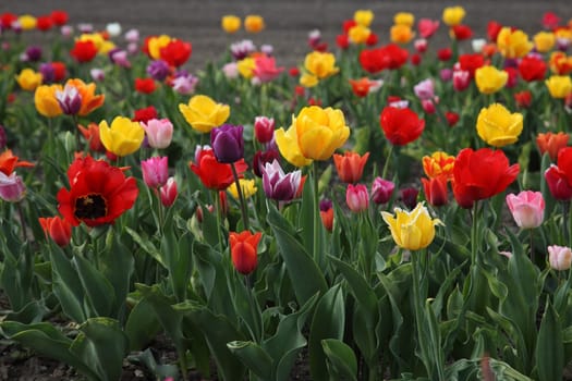 Tulip Field