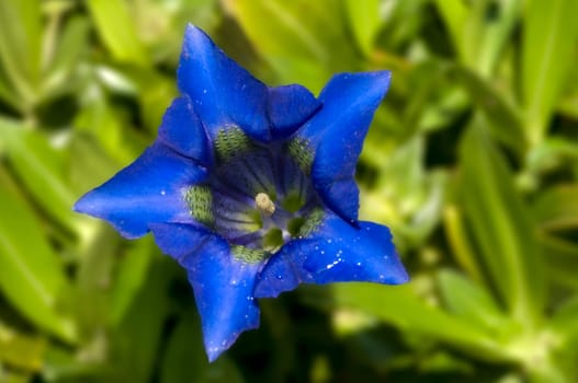 Alpine gentian