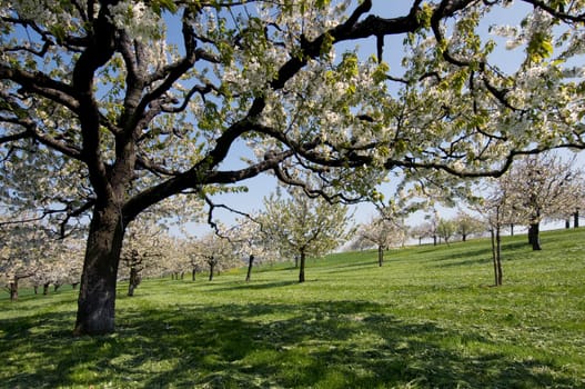 Cherry trees in full bloom