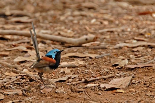 Fairy Wren
