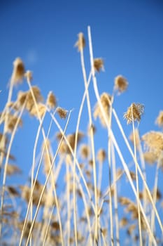 reed background