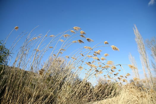 reed background