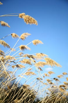 reed background