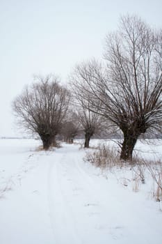 Winter landscape