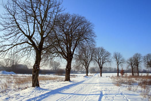 Winter scene