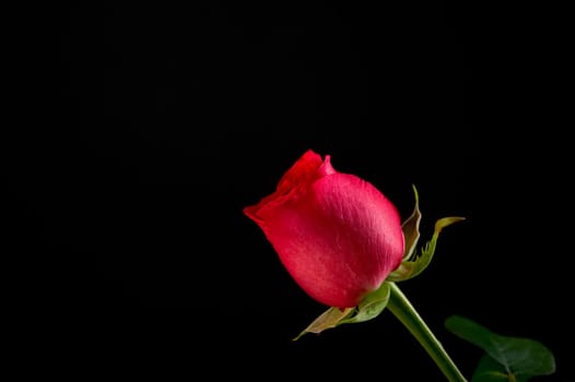 Single Red Rose on Black Background
