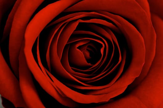 Red rose close-up