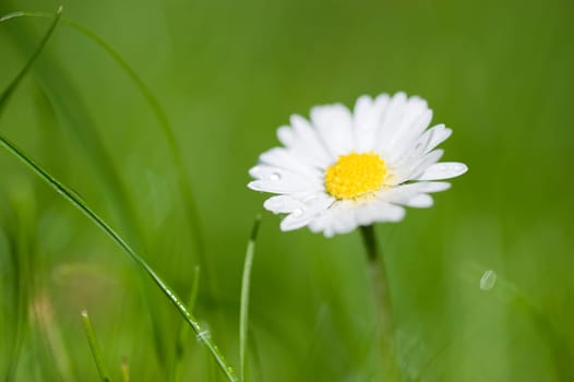 Daisy