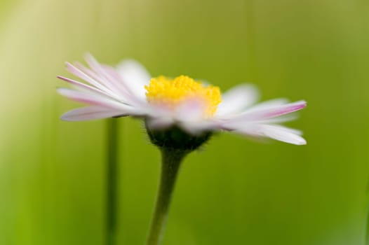 Daisy