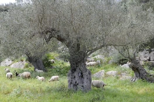 Sheep under olive trees