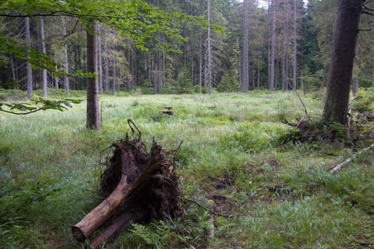 Forest meadow with stump