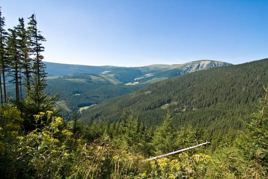 Czech Forest