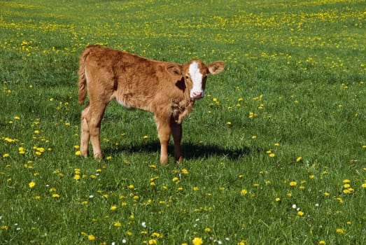 Young calf 2