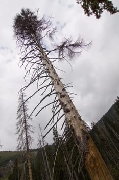 Tree diagonal
