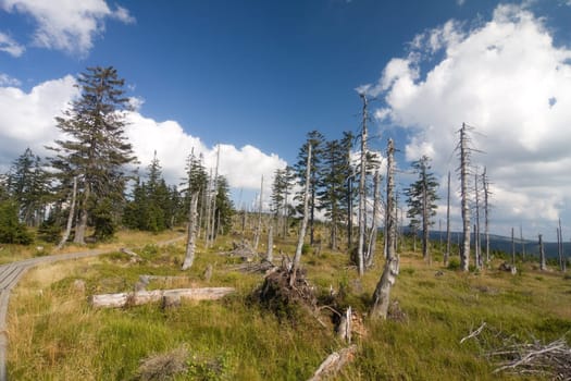 High forest