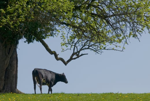 Cow