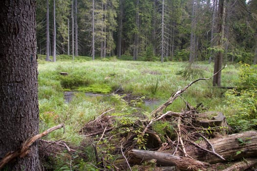 Natural forest