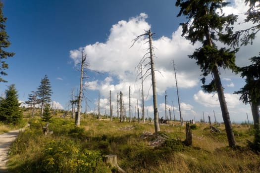 Plateau forest