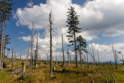 Dry forest
