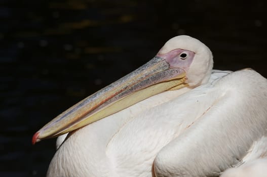 rosapelikan,Pelecanus onocrotalus