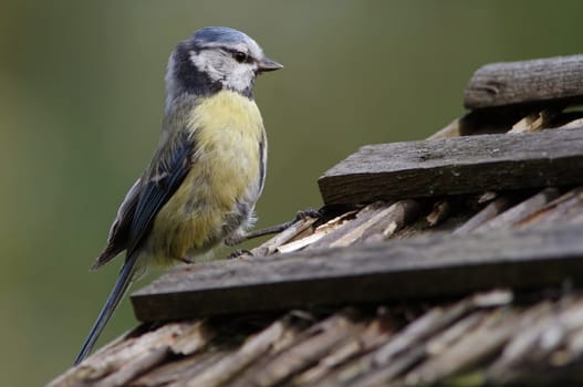 blue,birdhouse,cyanistes caeruleus