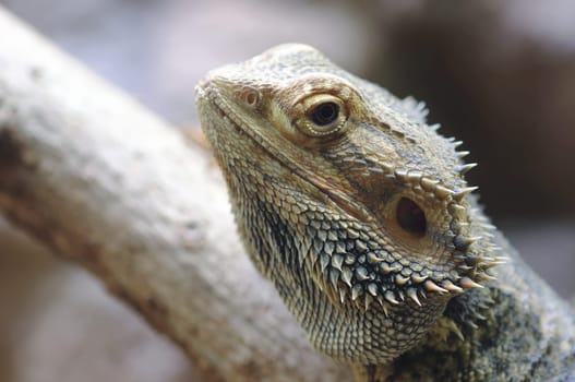 bearded dragon,terrarium,Pogona