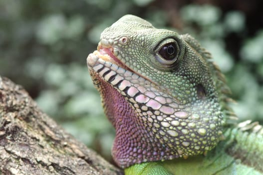 green water dragon,Physignathus cocincinus