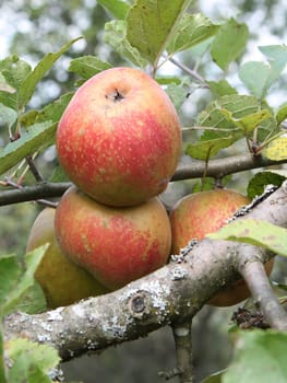 Apple tree