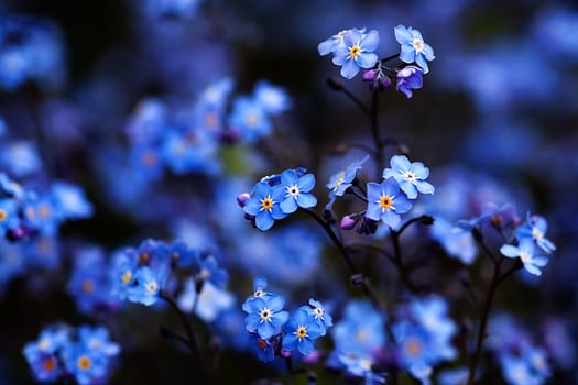 Forget-me-not