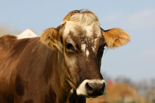 Portrait of a polled cow