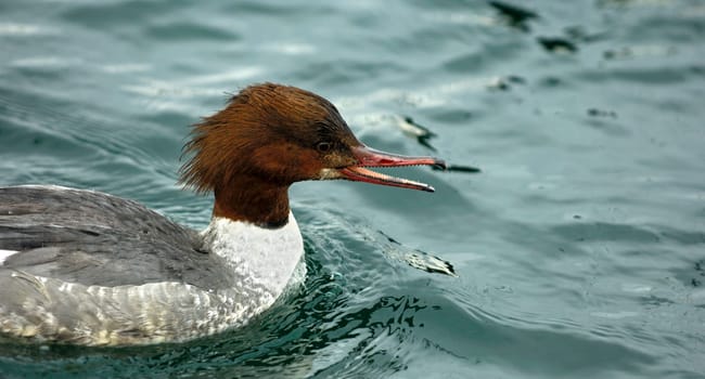 Goosander,Female