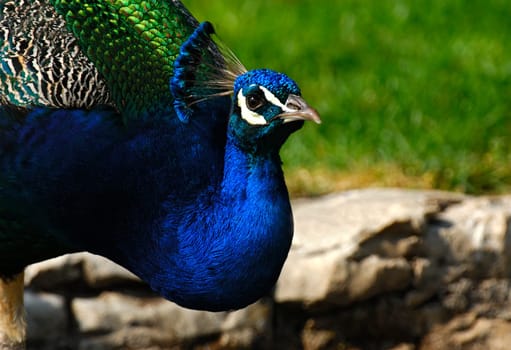 Male peacock,Pavo cristatus