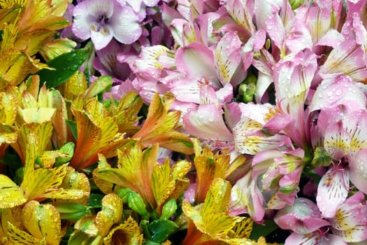 Lilies