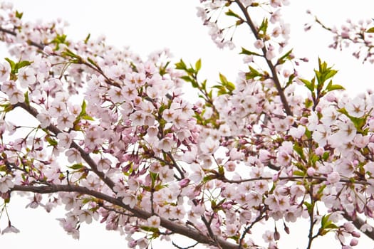 sakura blooming flowers