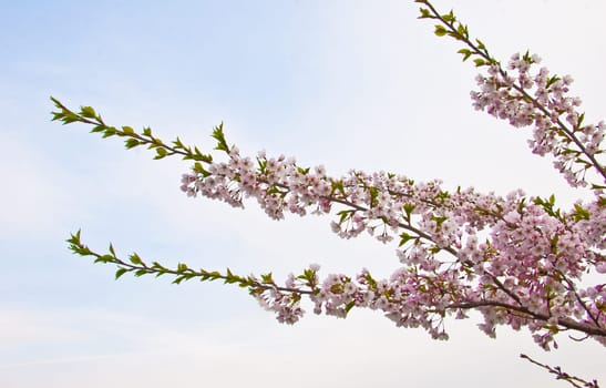 sakura blooming flowers
