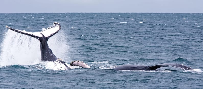 Humpback Whale