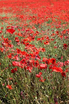 Red Poppies.