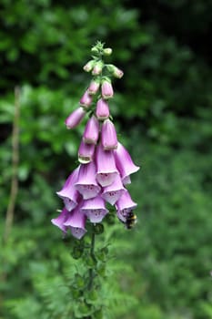 Foxgloves.