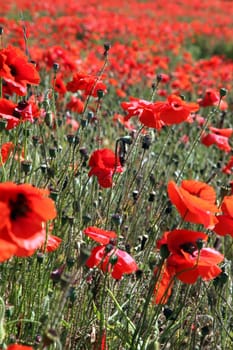 Red Poppies.