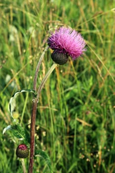 Great knapweed, (Centaurea scabiosa),