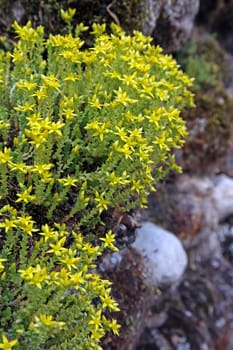 Biting stonecrop, (Sedum acre).