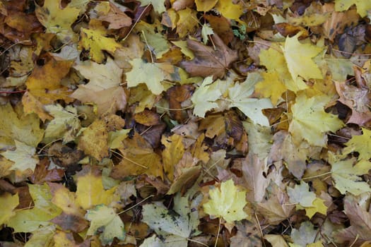 Autumn Leaves.