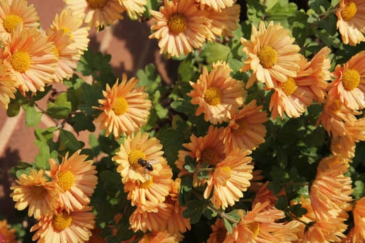 Chrysanthemum
