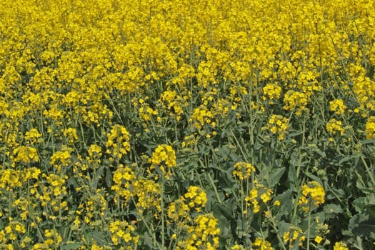 Oil seed rape (Canola)
