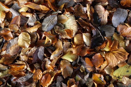Autumn Leaves.