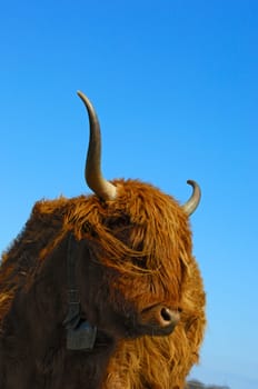 Female Scottish Highland Cattle
