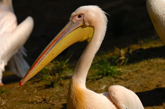 Rosapelikan,Pelecanus onocrotalus