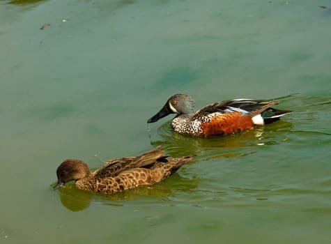 Australian Shovelers