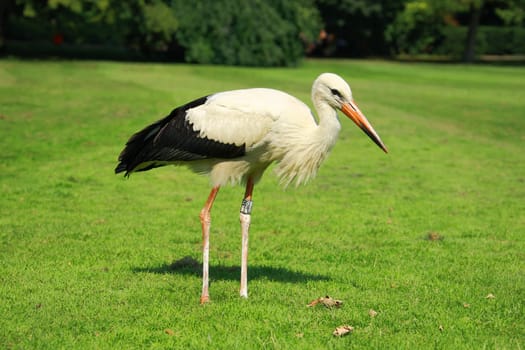 Stork