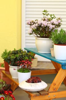 Terrace or roof gardening